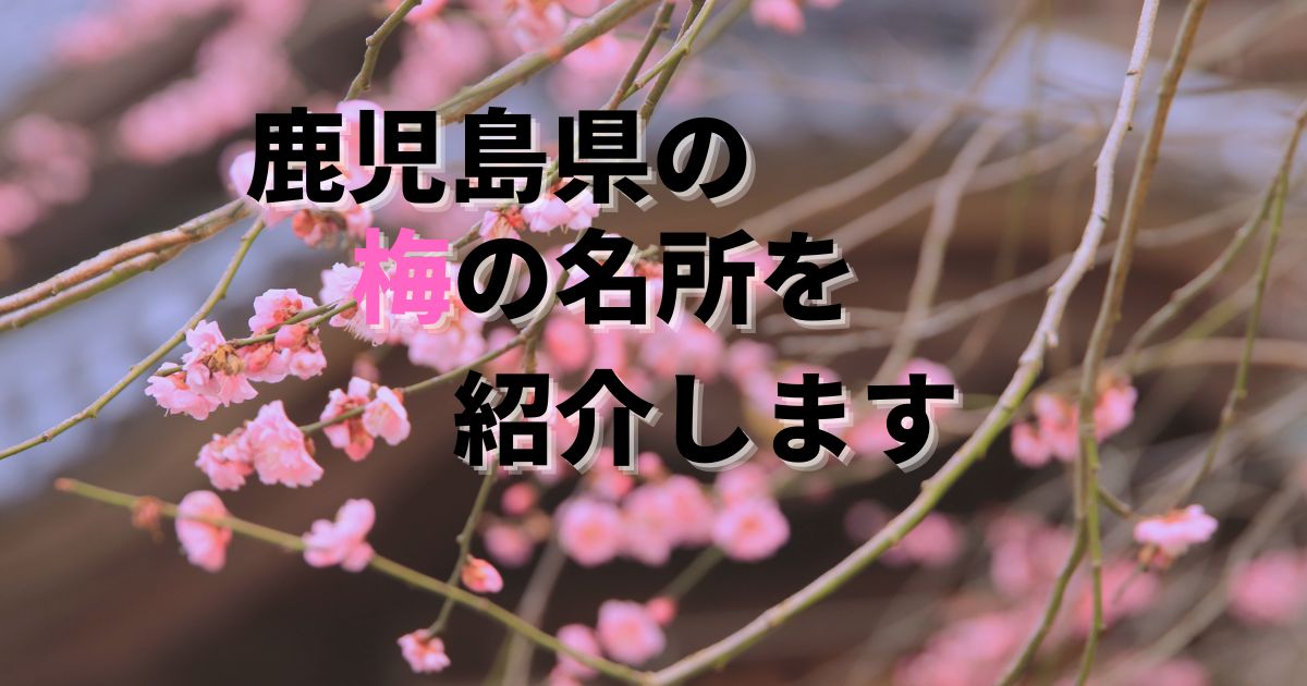 梅の花の開花時期、見頃時期は?鹿児島県の梅の名所・おすすめ【2026年】 | かんこう旅ぷらす