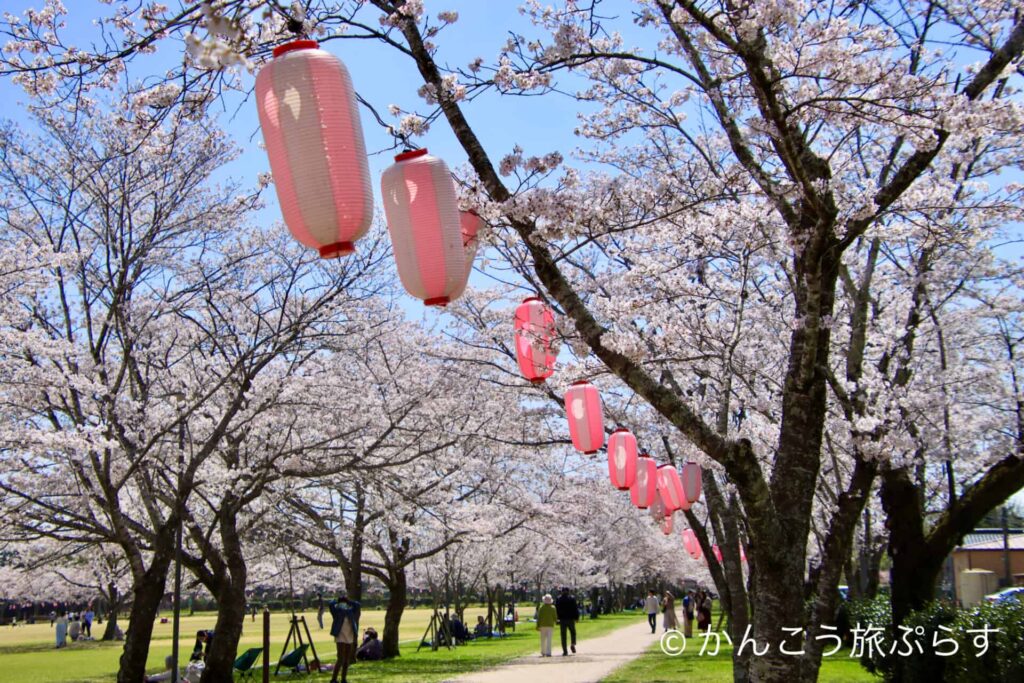 忠元公園の桜