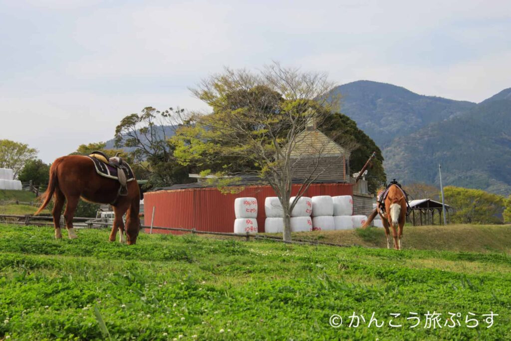 高千穂牧場