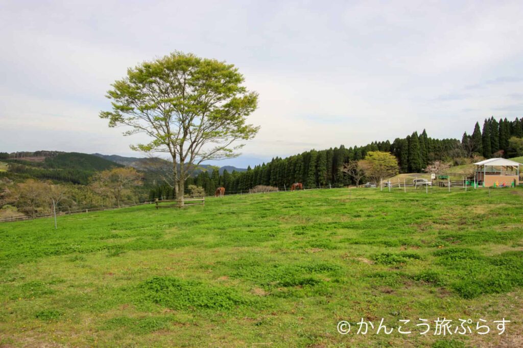 高千穂牧場