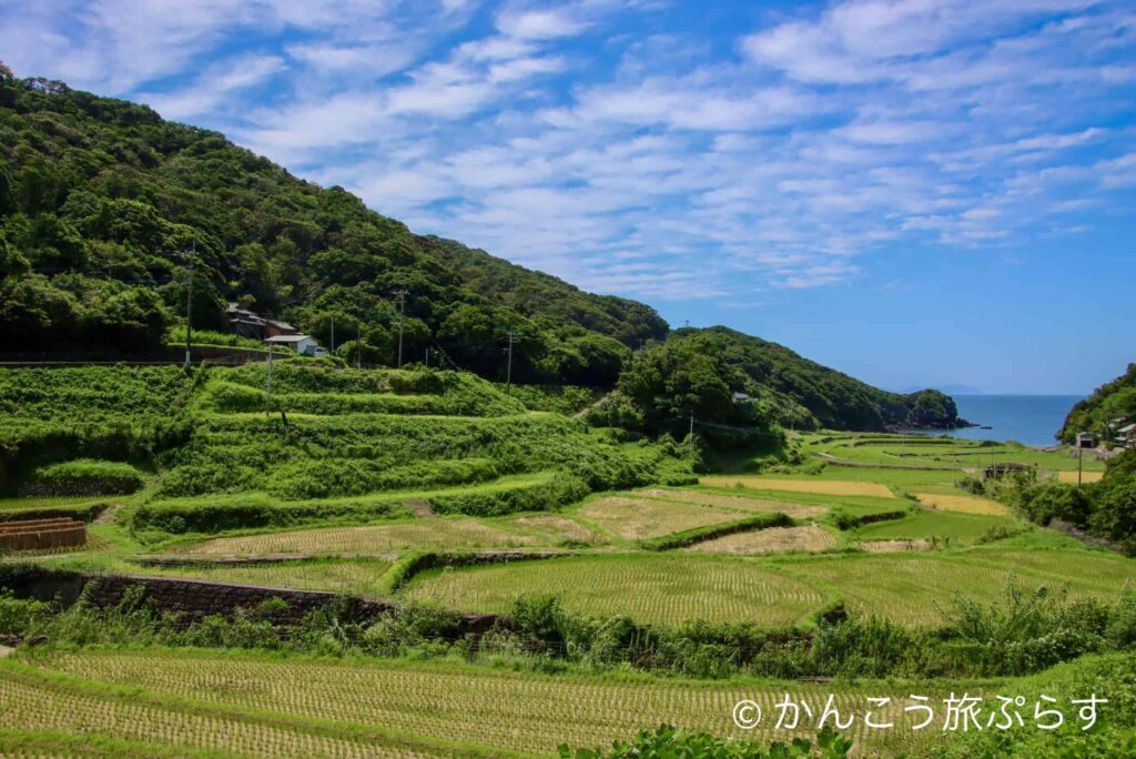 春日の棚田