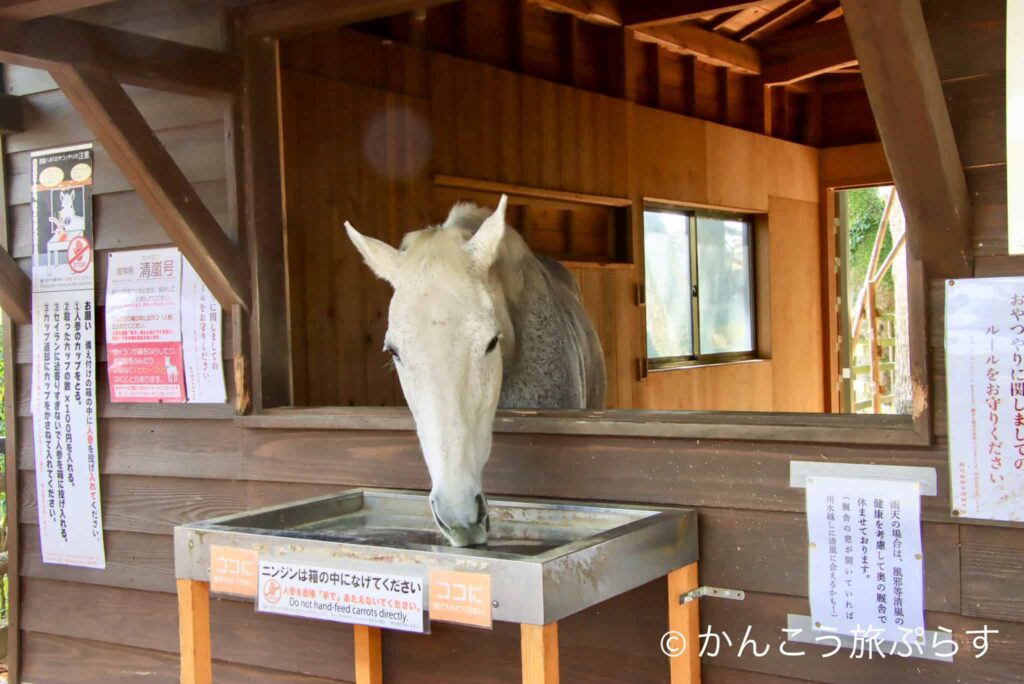 鹿児島神宮